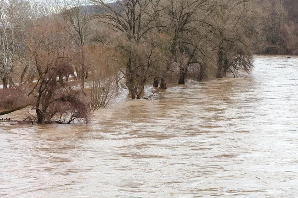 River Downpours Came Out Banks Flooding River Bank Trees Flood — Stock Photo, Image