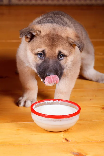 A small puppy eats from a bowl of milk porridge. — Stock Photo, Image