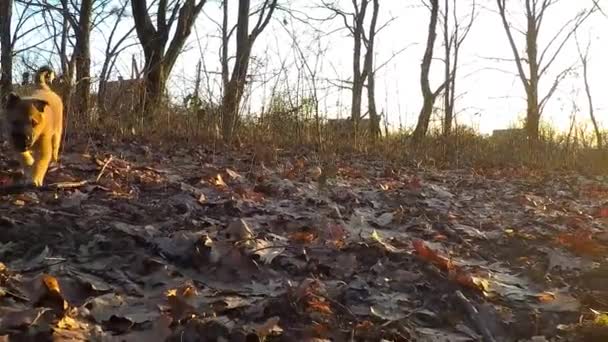 Au ralenti. Le chiot court vers la caméra . — Video