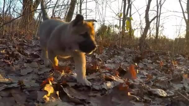 Au ralenti. Le chiot court vers la caméra .
