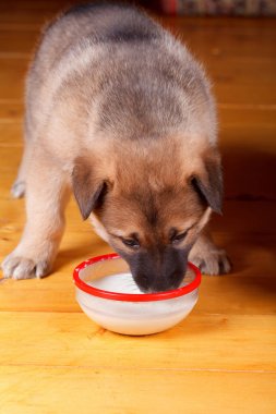 Küçük bir köpek yavrusu süt yulaf lapası kaseden yiyor.