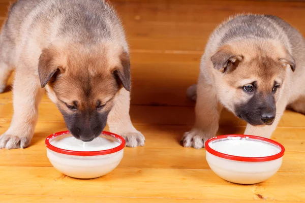 I piccoli cuccioli carini mangiano da una boccia . — Foto Stock