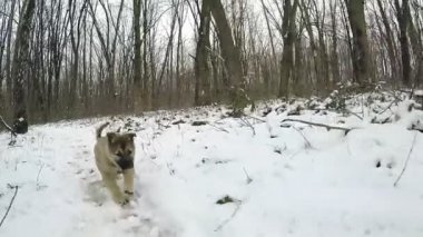 Ağır çekim. Belgili tanımlık köpek yavrusu fotoğraf makinesi için çalışan. Kış orman
