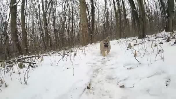 Slow motion. The puppy runs to the camera. Winter forest — Stock Video