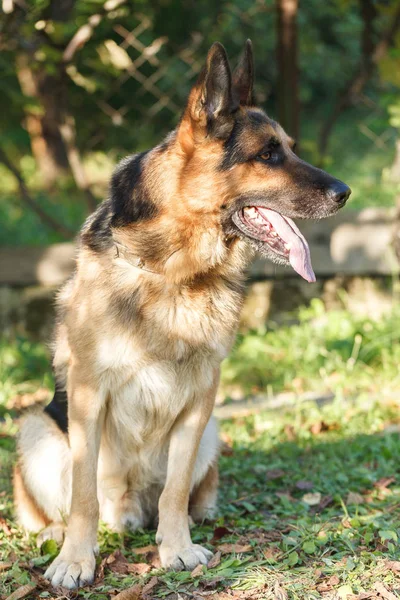 Schäferhund sitzt auf dem Gras. — Stockfoto