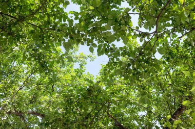 ağacın üst dalları