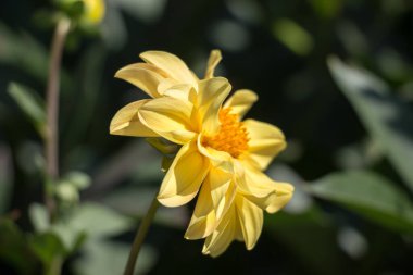 Bahçede çiçek desenleri, sığ tarlalar.