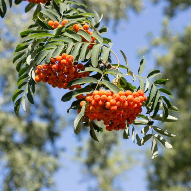 Rowan ağaç dalında, sığ alan derinliği