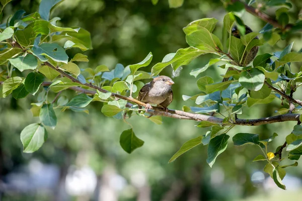 Sparrow Tree Branch — Stock Photo, Image
