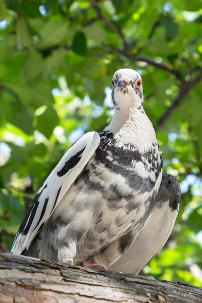 Pigeon Sitting Tree Branch — Stock Photo, Image