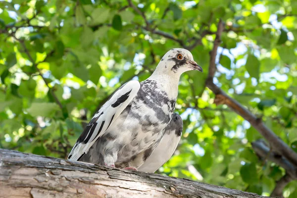 Pigeon Assis Sur Branche Arbre — Photo