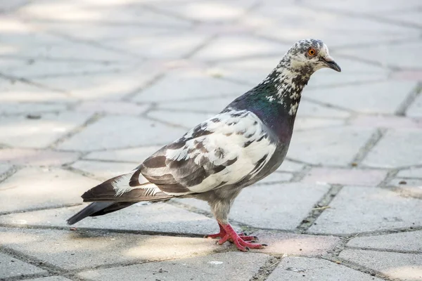 Pigeon Standing Tiles — Stock Photo, Image