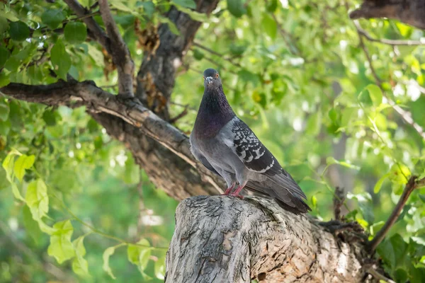 Pigeon Sitting Tree Branch — Stock Photo, Image