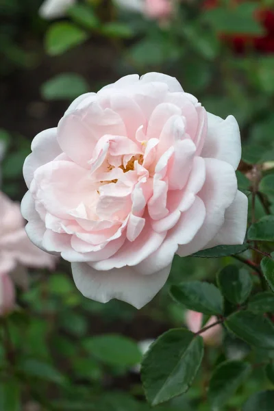 Rose Flower Garden — Stock Photo, Image