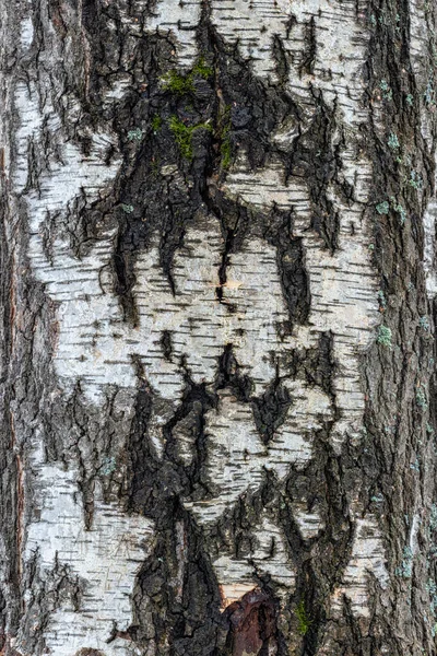 Tronco Árvore Antecedentes Uma Casca Árvore Bétula — Fotografia de Stock