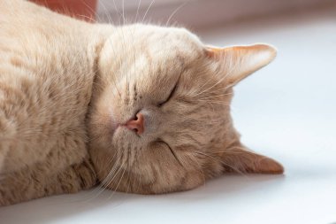 Kızıl kedi tatlı tatlı uyuyor. Büyük bir kedi portresi..