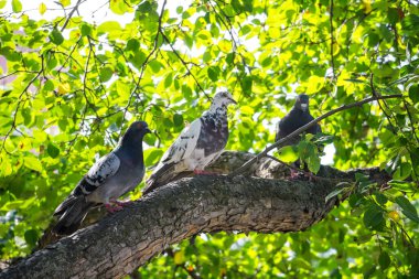 Güvercinler bir ağaç dalında oturuyor..