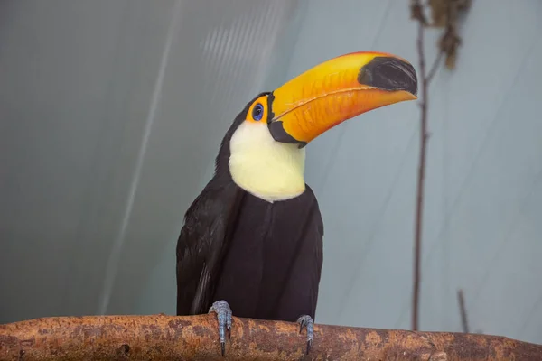 Toucan Fågel Sitter Gren Ett Zoo — Stockfoto