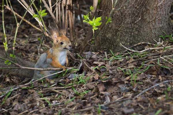 Una Ardilla Sienta Bosque Cerca Tronco Árbol —  Fotos de Stock