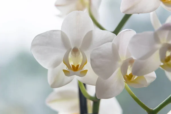 Macro Foto Orchidea Bianca Phalaenopsis — Foto Stock