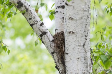 Song Thrush yuvaya yuva yaptı.