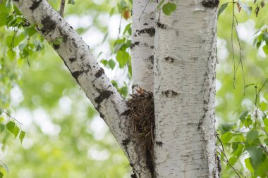 Song Thrush yuvaya yuva yaptı.