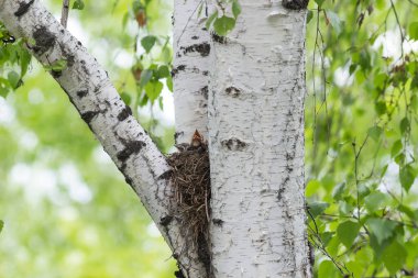 Song Thrush yuvaya yuva yaptı.