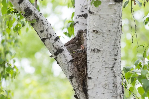 鳥と歌のツバメ — ストック写真