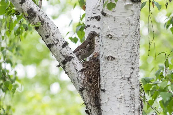 鳥と歌のツバメ — ストック写真