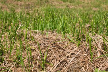 arka plan eski kuru çimenler ve genç yeşil çimenler
