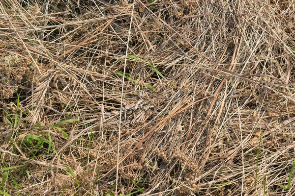 Hintergrund Altes Trockenes Gras Und Ein Junges Grünes Gras — Stockfoto