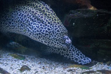 Leopar Moray hayvanat bahçesinde yılan balığı.