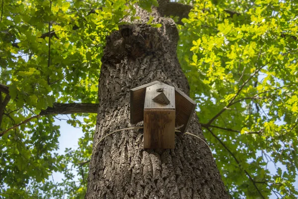 Домик Дереве Вид Снизу — стоковое фото