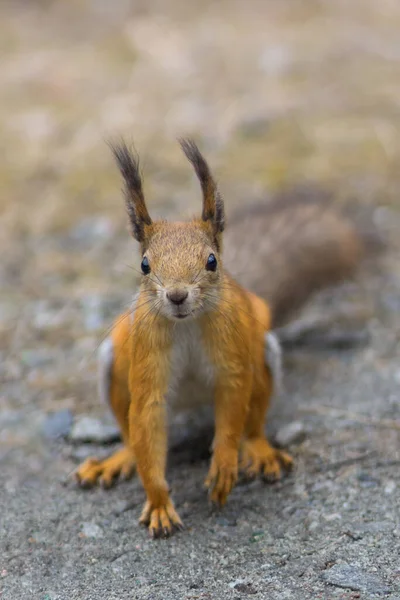 다람쥐 다람쥐에 부드러운 — 스톡 사진