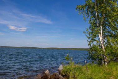 Nehrin kıyısındaki ağaç Yaz günü.
