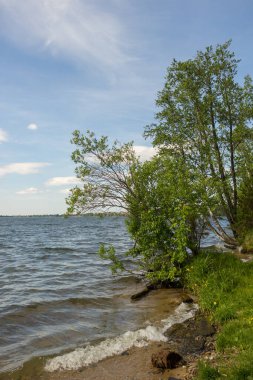 Nehrin kıyısındaki ağaç Yaz günü.