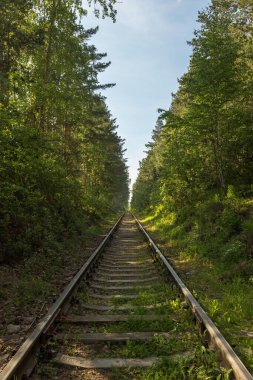 Demiryolu ormandaki ağaçların arasından geçiyor..