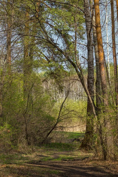 Strada Nel Bosco Tra Gli Alberi Una Giornata Sole — Foto Stock