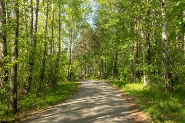 Ağaçların arasında yol güneşli bir günde.