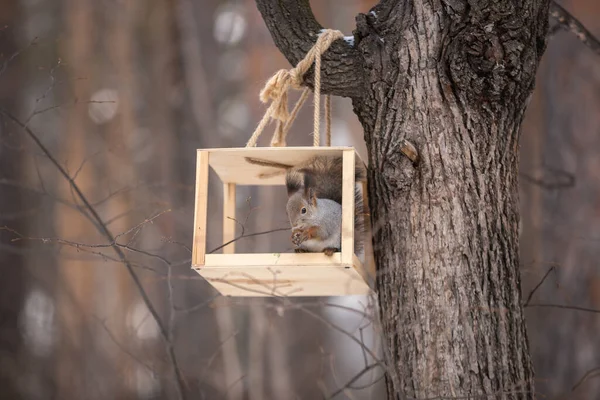 Ein Eichhörnchen Sitzt Auf Einem Baum Winterpark — Stockfoto
