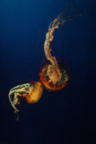 水族館のクラゲは — ストック写真