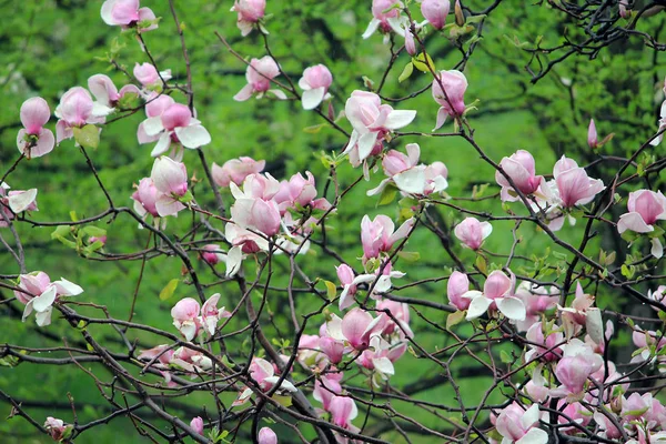 Roze magnolia bloesem — Stockfoto