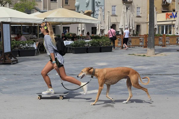 bir köpek yürüyüş