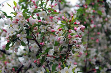 İlkbaharda kiraz çiçekleri
