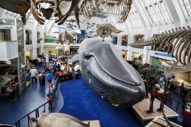 İç, Doğal Tarih Müzesi, Londra