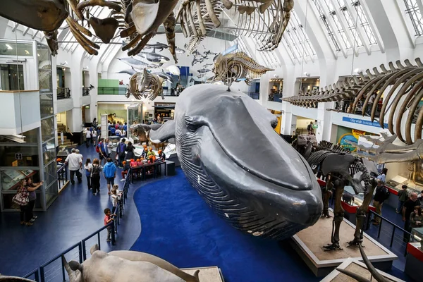 Interior do Museu de História Natural, Londres — Fotografia de Stock