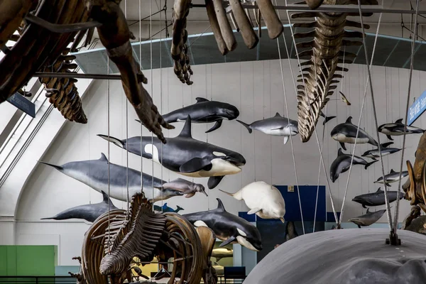 Fragmento de exposição do Museu de História Natural, Londres — Fotografia de Stock