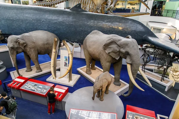 Exposição no Museu de História Natural de Londres — Fotografia de Stock