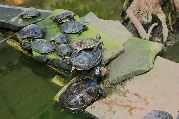 Europäische Sumpfschildkröten — Stockfoto