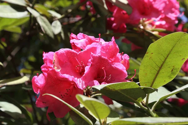 Blooming Inflorescence Pink Azalea Spring — Stock Photo, Image